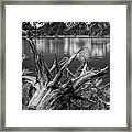 Tree Stump On The Northern Shore Of Jackson Lake In Black And White Framed Print