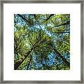 Tree Tops Framed Print