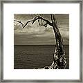 Tree Trunk-1-st Lucia Framed Print