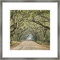Tree Tunnel Framed Print