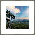 Tree Vs World 2 Framed Print