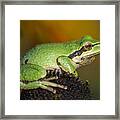 Treefrog On Rudbeckia Framed Print