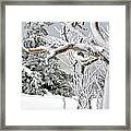 Trees Blanketed In Fresh Snow Framed Print