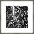 Trees In Park Framed Print