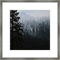 Trees In Yosemite Framed Print