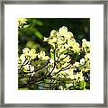 Trees Landscape Art Sunlit White Dogwood Flowers Baslee Troutman Framed Print