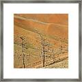 Trees On High Mountain Hill At Sunny Day Framed Print