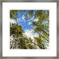 Treetop Skies Framed Print