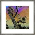 Trembling Tree Framed Print