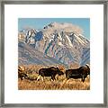 Tres Amigos Framed Print