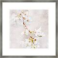 Triadelphia Cherry Blossoms Framed Print