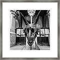 Triceratops Skull Framed Print