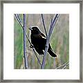 Tricolored Blackbird Framed Print