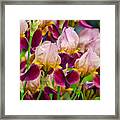 Tricolored Irisses Framed Print
