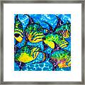 Trigger Fish - Caribbean Sea Framed Print