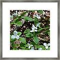 Trilliums In The Sun Framed Print