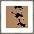 Trio Of Cranes Framed Print