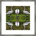 Triplets In Reflection Framed Print