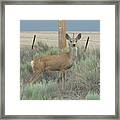 Tristate Mule Deer Framed Print