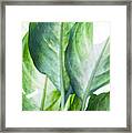 Tropic Green Abstract Framed Print