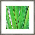 Tropical Abstract Framed Print