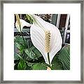 Tropical Flowers Are So Beautiful Framed Print