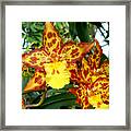 Tropical Red And Yellow Orchids Framed Print