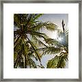 Tropical Sun Framed Print