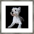 Trot Posing Framed Print