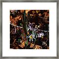 Trout Lillie In Lost Valley Framed Print