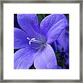 True Blue 3 Framed Print