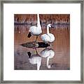 Trumpeter Swans Yellowstone Framed Print