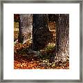 Trunk And Leaves Framed Print