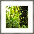 Trunk Of The Jungle Framed Print
