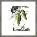 Tufted Titmoust Framed Print