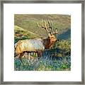 Tule Elk 2 Framed Print