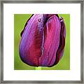 Tulip 1 Framed Print
