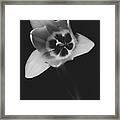 Tulip 16-0085 Framed Print