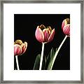 Tulip #176 Framed Print