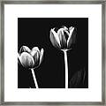 Tulip #177 Framed Print