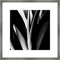 Tulip Abstract Framed Print