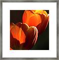 Tulip Afternoon Framed Print