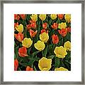 Tulip Chorus Framed Print