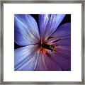 Tulip Convert Framed Print