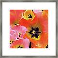 Tulip Dance 9 Framed Print