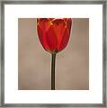 Tulip En Fuego Framed Print