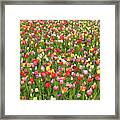 Tulip Field Framed Print