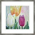 Tulips Framed Print