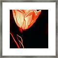 Tulip I Orange On Black Framed Print