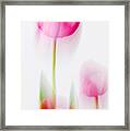 Tulip Impressions Framed Print